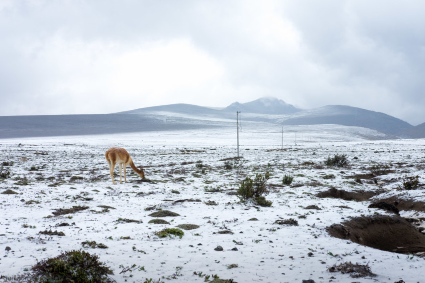 Chimborazo - Equateur 2016