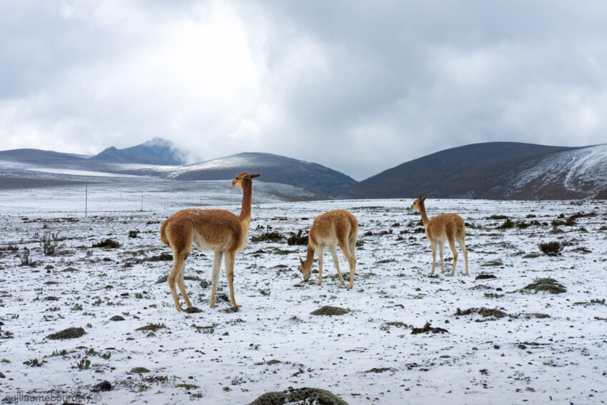 Chimborazo - Equateur 2016