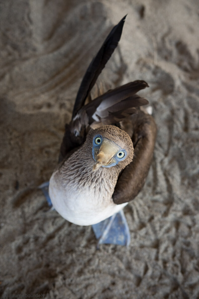 Zorritos - Pérou 2017