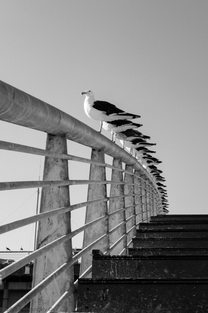 Caleta Portales - Chili 2017