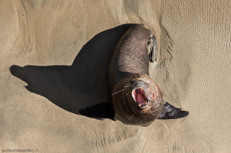 Caleta Portales - Chili 2017