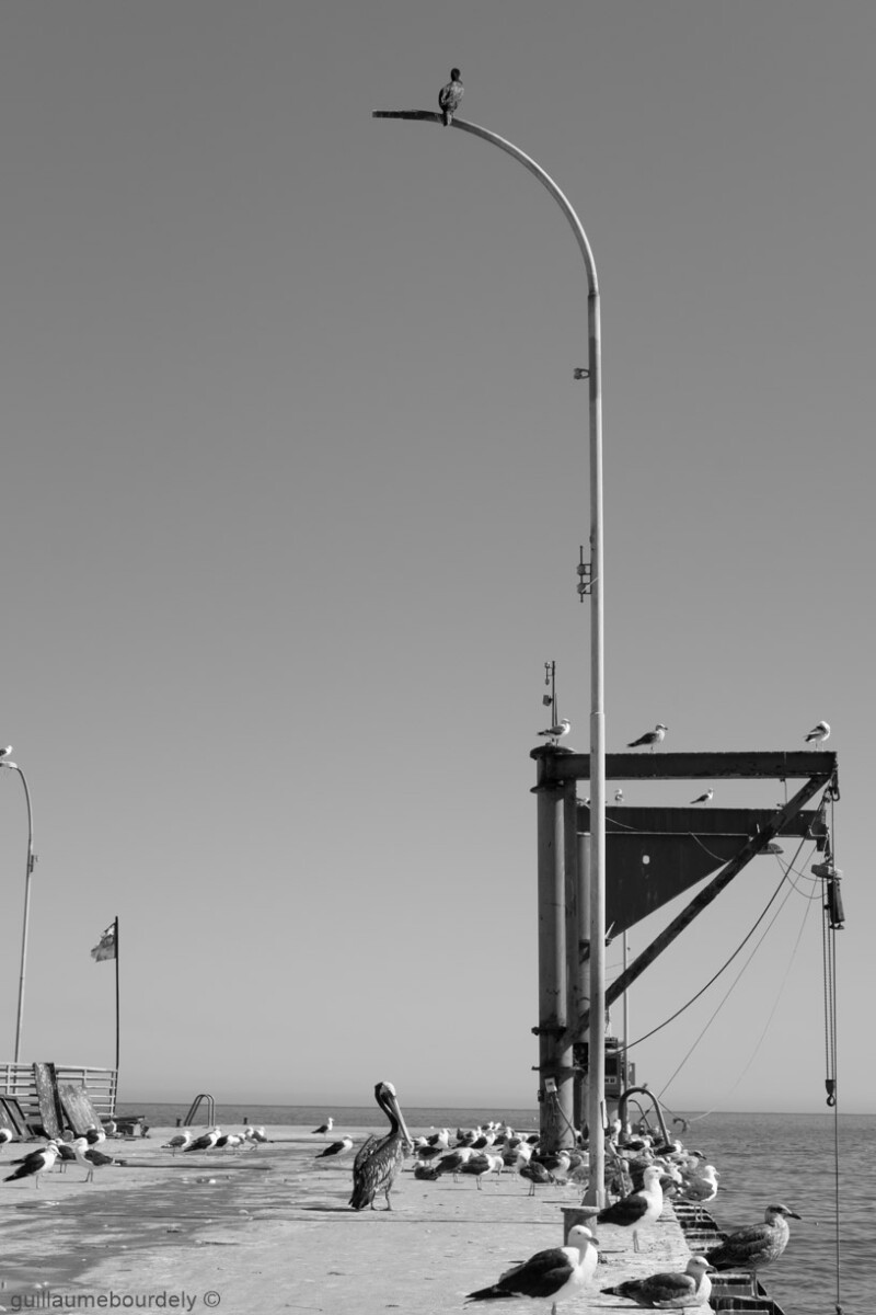 Caleta Portales - Chili 2017